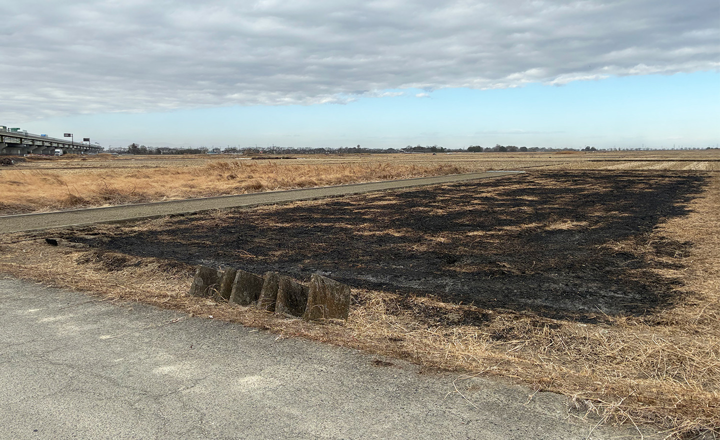 白岡市　視察農地